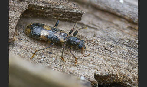 Schöner Buntkäfer (Opilo mollis)