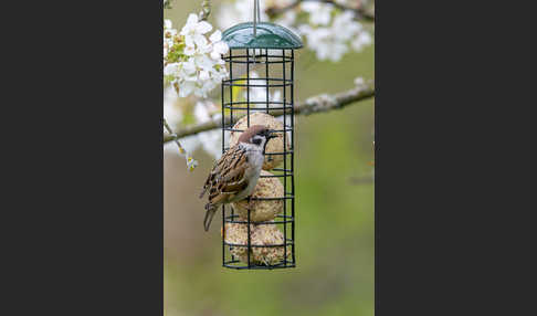 Feldsperling (Passer montanus)