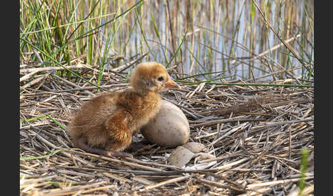 Kranich (Grus grus)