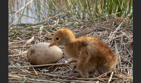 Kranich (Grus grus)