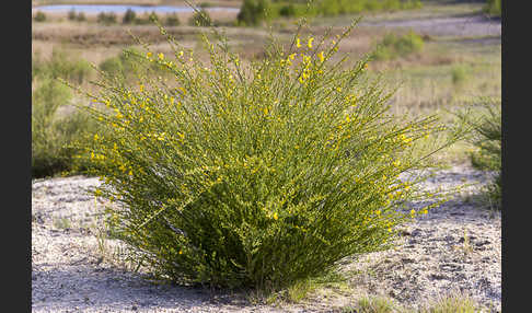 Besenginster (Cytisus scoparius)