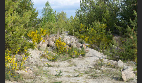 Besenginster (Cytisus scoparius)