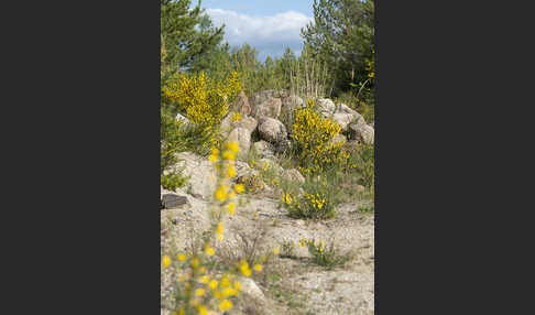 Besenginster (Cytisus scoparius)