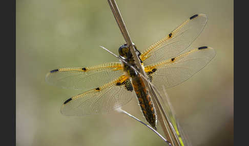 Vierfleck (Libellula quadrimaculata)