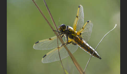 Vierfleck (Libellula quadrimaculata)