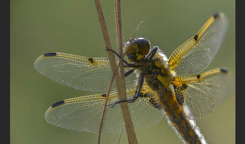 Vierfleck (Libellula quadrimaculata)