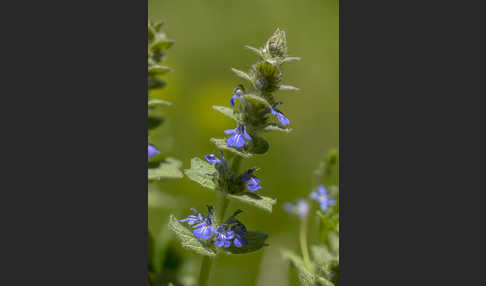 Heide-Günsel (Ajuga genevensis)