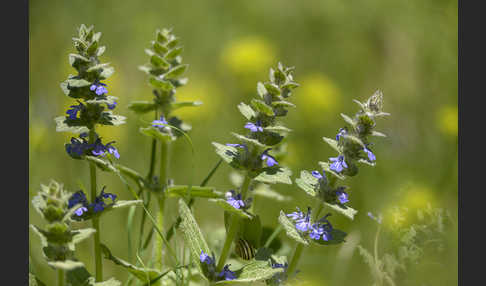 Heide-Günsel (Ajuga genevensis)