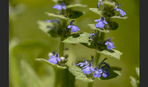 Heide-Günsel (Ajuga genevensis)