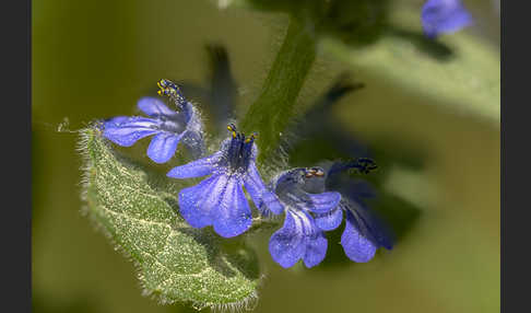 Heide-Günsel (Ajuga genevensis)