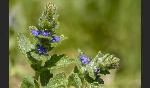 Heide-Günsel (Ajuga genevensis)