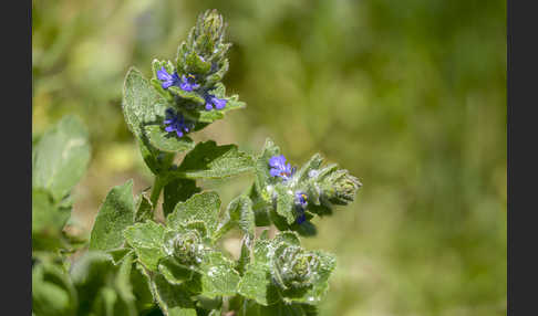 Heide-Günsel (Ajuga genevensis)