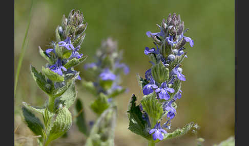 Heide-Günsel (Ajuga genevensis)