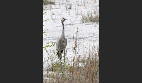 Kranich (Grus grus)