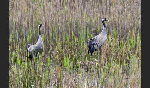 Kranich (Grus grus)