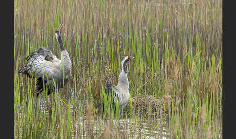 Kranich (Grus grus)