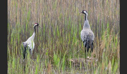 Kranich (Grus grus)