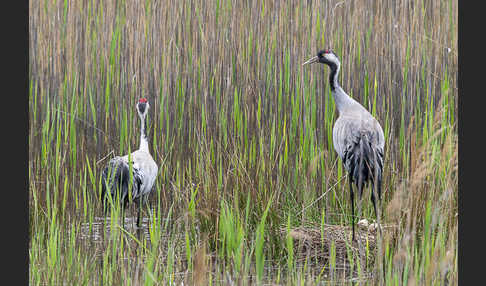 Kranich (Grus grus)