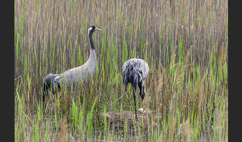 Kranich (Grus grus)