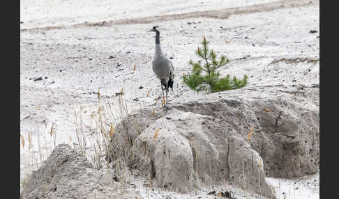 Kranich (Grus grus)