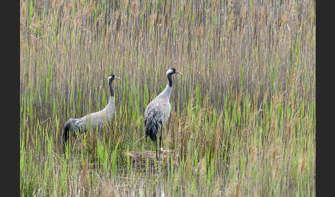 Kranich (Grus grus)