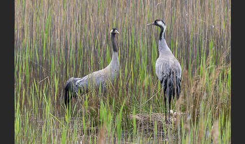 Kranich (Grus grus)