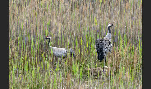 Kranich (Grus grus)