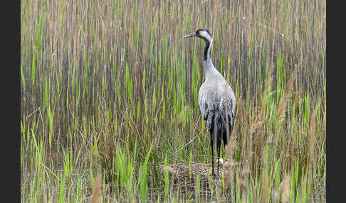 Kranich (Grus grus)