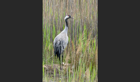 Kranich (Grus grus)