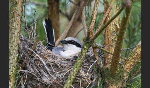 Raubwürger (Lanius excubitor)