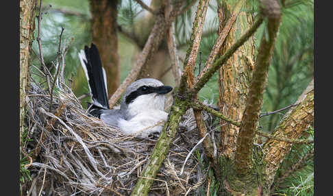 Raubwürger (Lanius excubitor)