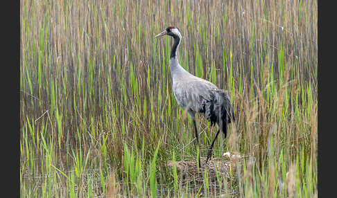 Kranich (Grus grus)