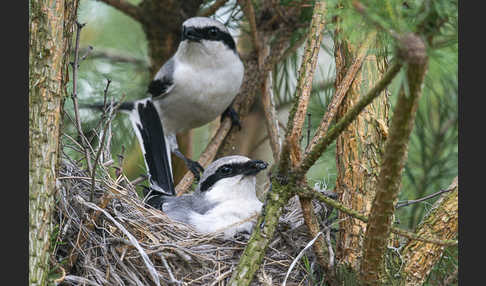 Raubwürger (Lanius excubitor)