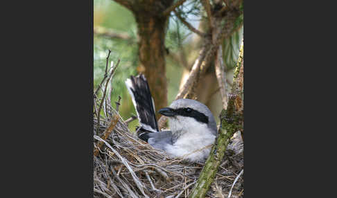 Raubwürger (Lanius excubitor)