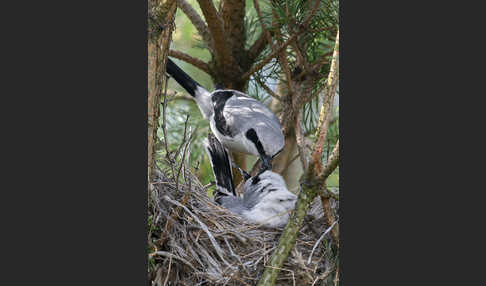 Raubwürger (Lanius excubitor)