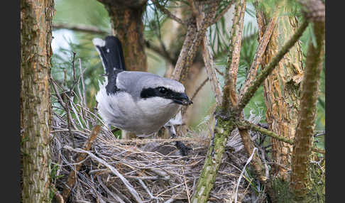 Raubwürger (Lanius excubitor)