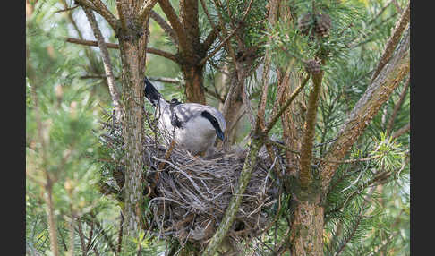 Raubwürger (Lanius excubitor)