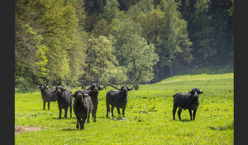 Wasserbüffel (Bubalus arnee)