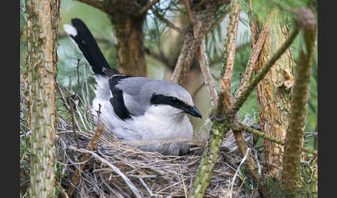 Raubwürger (Lanius excubitor)