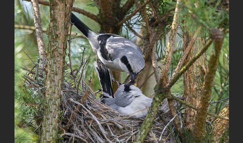 Raubwürger (Lanius excubitor)