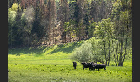 Wasserbüffel (Bubalus arnee)