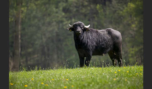 Wasserbüffel (Bubalus arnee)