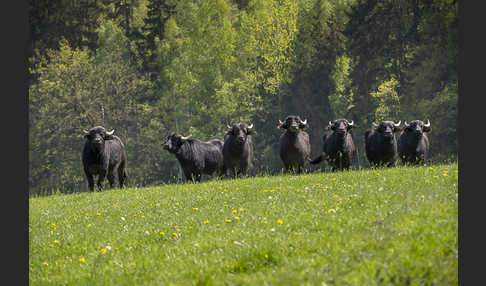 Wasserbüffel (Bubalus arnee)