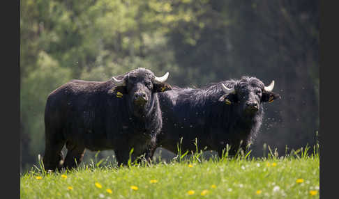 Wasserbüffel (Bubalus arnee)