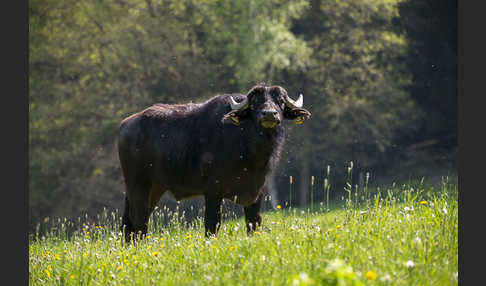 Wasserbüffel (Bubalus arnee)