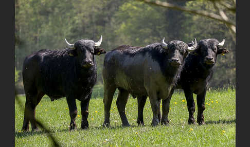 Wasserbüffel (Bubalus arnee)