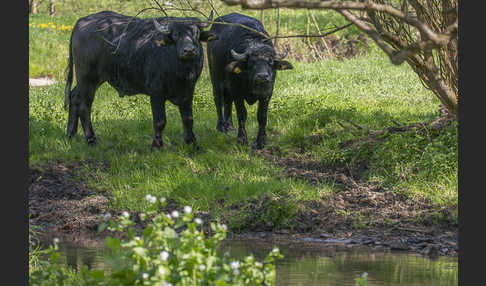 Wasserbüffel (Bubalus arnee)