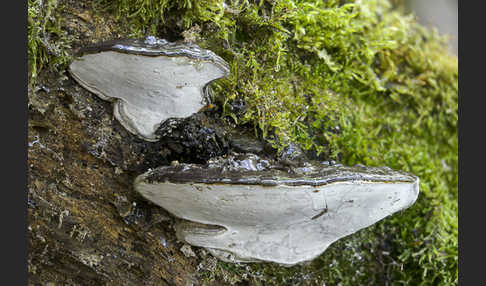 Flacher Lackporling (Ganoderma applanatum)