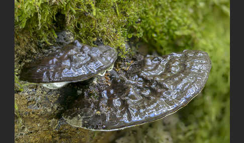 Flacher Lackporling (Ganoderma applanatum)