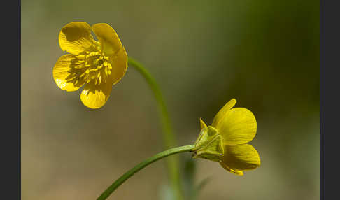 Knolliger Hahnenfuß (Ranunculus bulbosus)